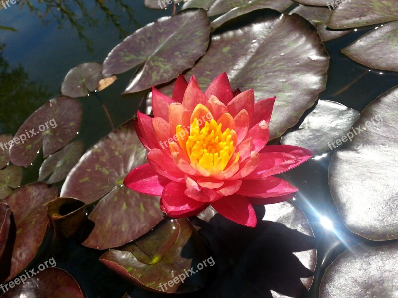 Lily Pond Water Blooming Flower