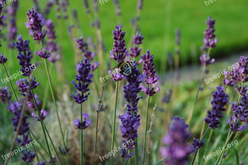 Hummel Lavender Purple Garden Summer