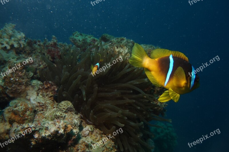 Clownfish Red Sea Anemona Diving Free Photos