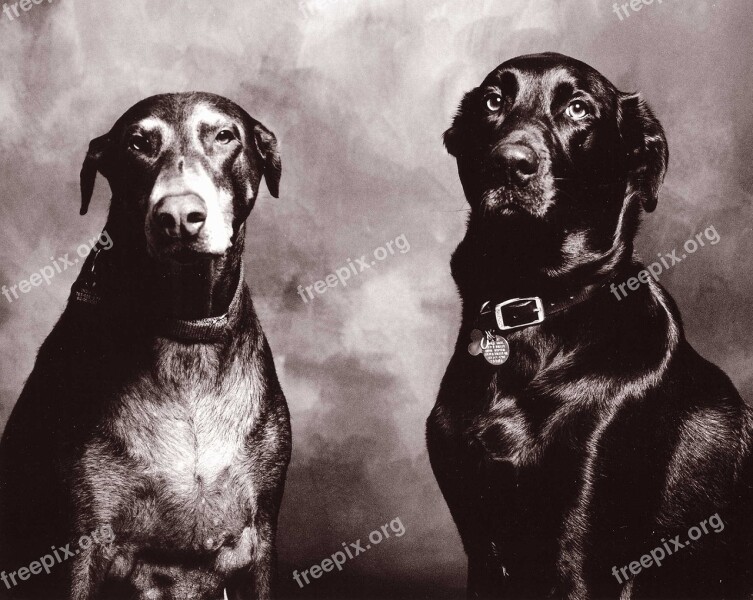 Dogs Black And White Portrait Doberman Lab Free Photos