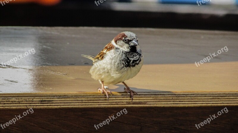 Sparrow Visitor Looking Bird Hungry