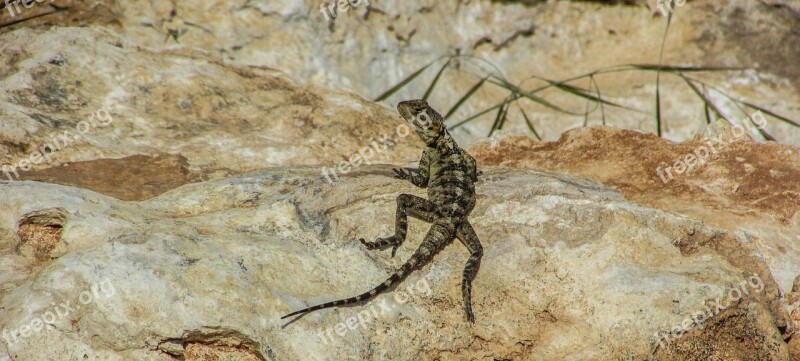 Cyprus Lizard Kurkutas Reptile Fauna