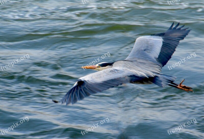 Flying Stork Heron Bird Animal