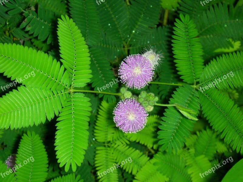 Mimosa Bright Blossomed Free Photos