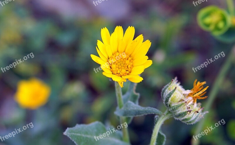 Flower Yellow Small Spring Flowering