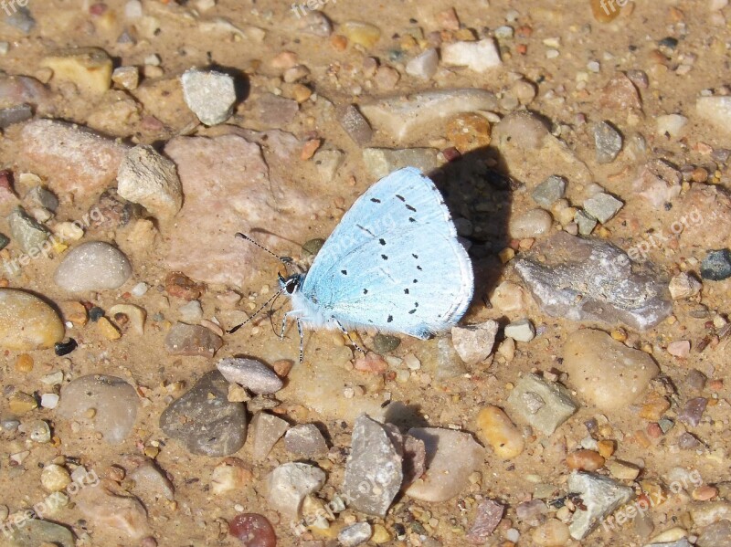 Blue-winged Butterfly Butterfly Mud Free Photos