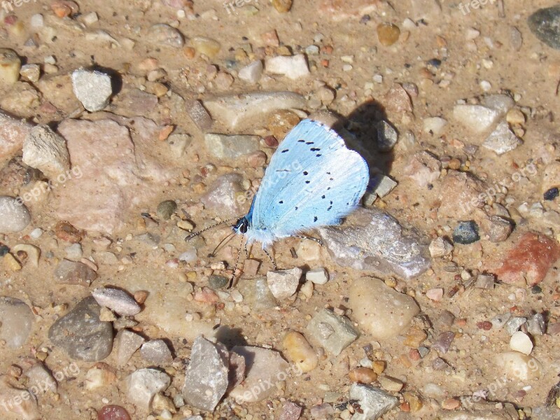 Blue-winged Butterfly Butterfly Mud Free Photos