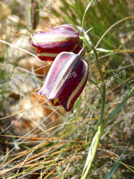 Fritillaria Messanensis Fritillaria Wild Flower Priorat Montsant