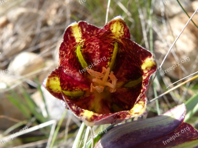 Fritillaria Messanensis Fritillaria Wild Flower Priorat Montsant