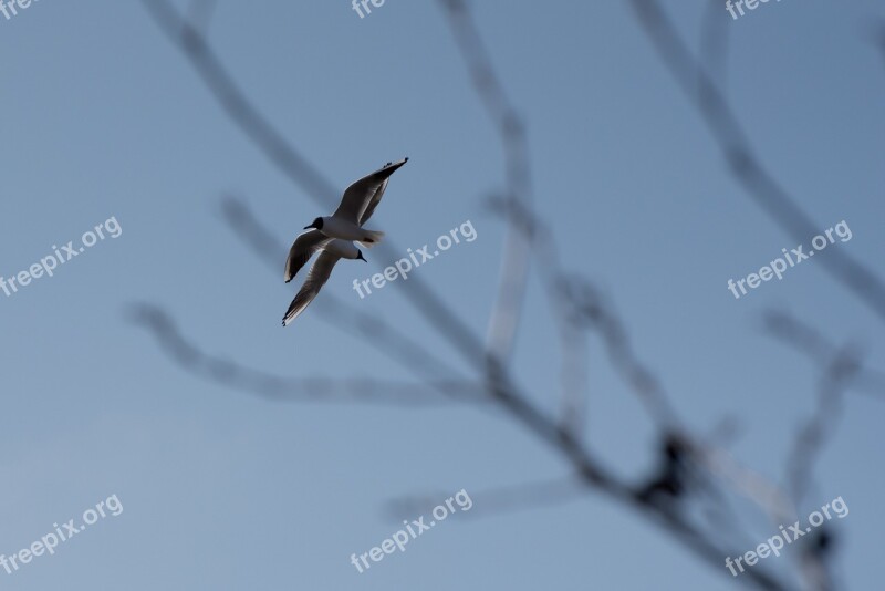 Bird Fly Freedom Nature Animal