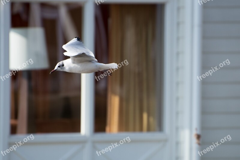 Bird Fly Freedom Nature Animal