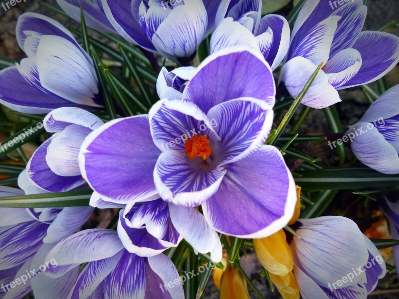 Crocus Flower Spring Nature Purple