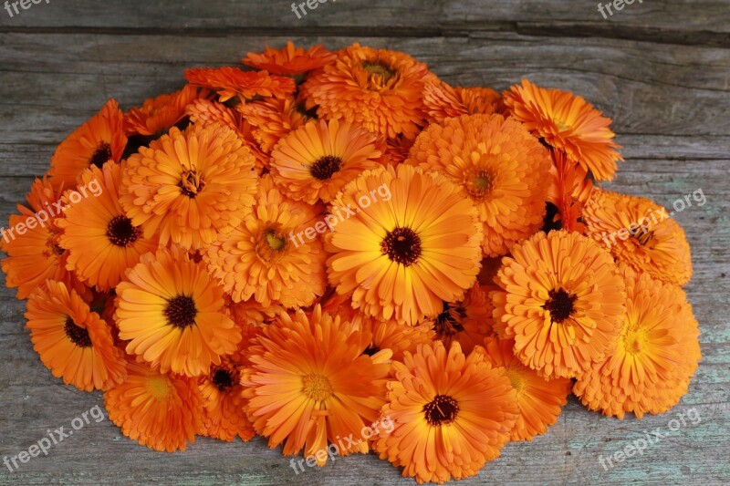 Marigolds Spring Lutein Orange Flower Bouquet