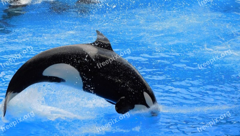 Orca Killer Whale Show Orca Jump Splash