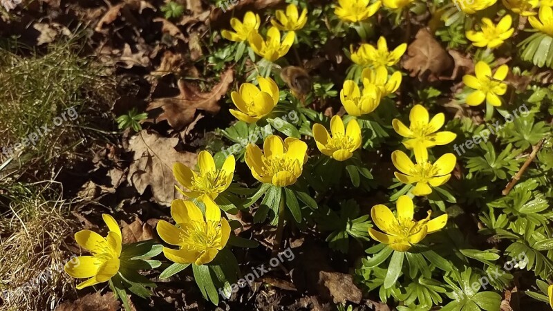 Winter Aconite Spring Flowers Winter Linge Free Photos