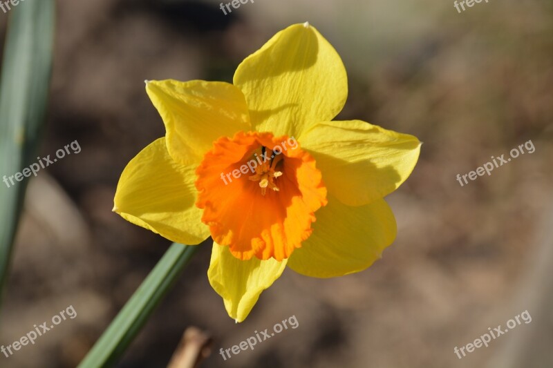 Flower Spring Easter Easter Bells Yellow Flower