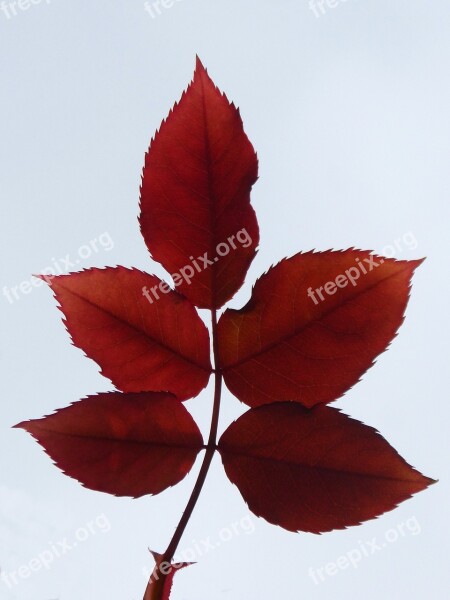 Leaves Zarza Red Backlight Blackberry