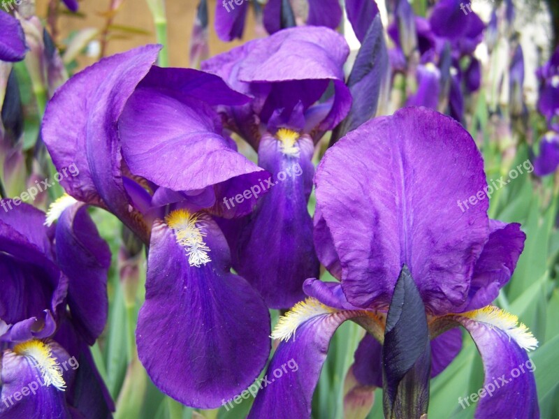 Iris Bluish-purple Iris Spring Flower Free Photos