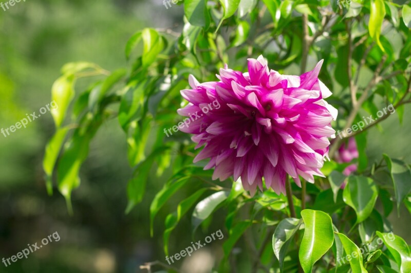 Flower Day Outdoor Outside Lawn