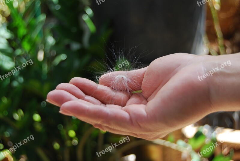 Hand Outdoors Milkweed Girl Flying