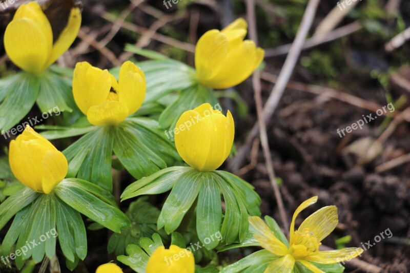 Flower Nature Spring Yellow Flower Free Photos