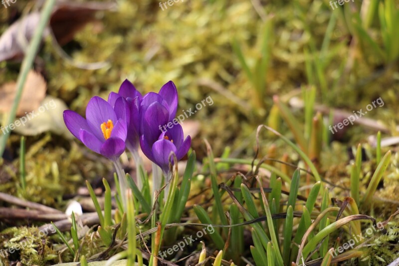 Flowers Spring Crocus Nature Free Photos