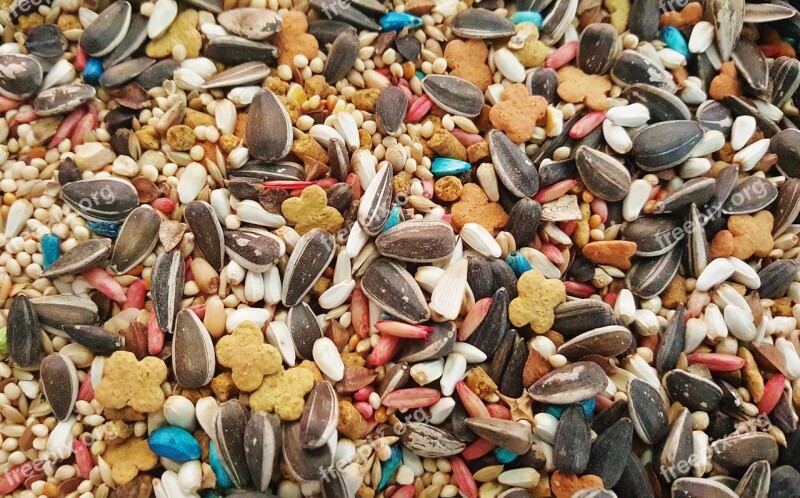 Bird Seed Seeds Sunflower Seeds Feed Mixed