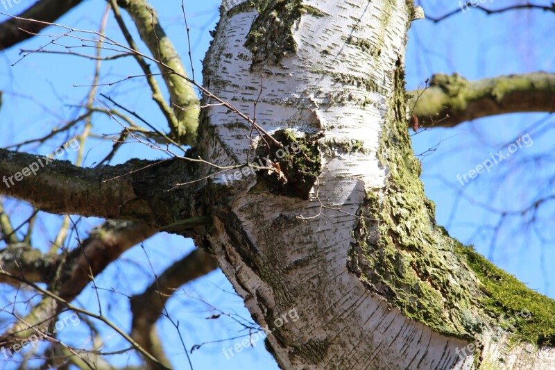 Tree Birch Nat Log Nature