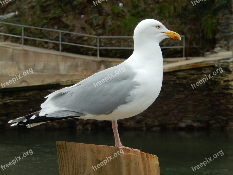 Seagull Looe Cornwall Free Photos