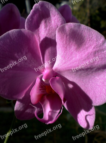 Orchid Pink Phalaenopsis Flower Blossom