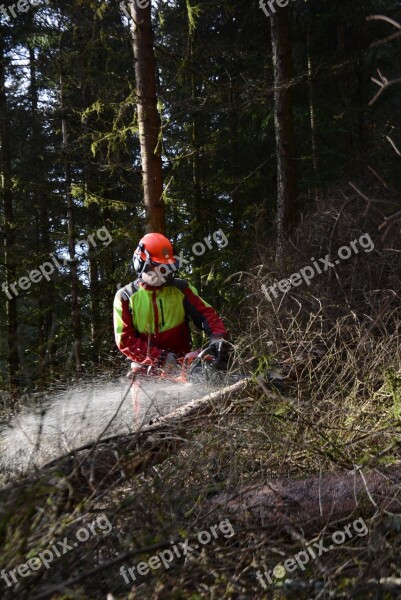 Cutting Forest Roughhouse Wood Nature