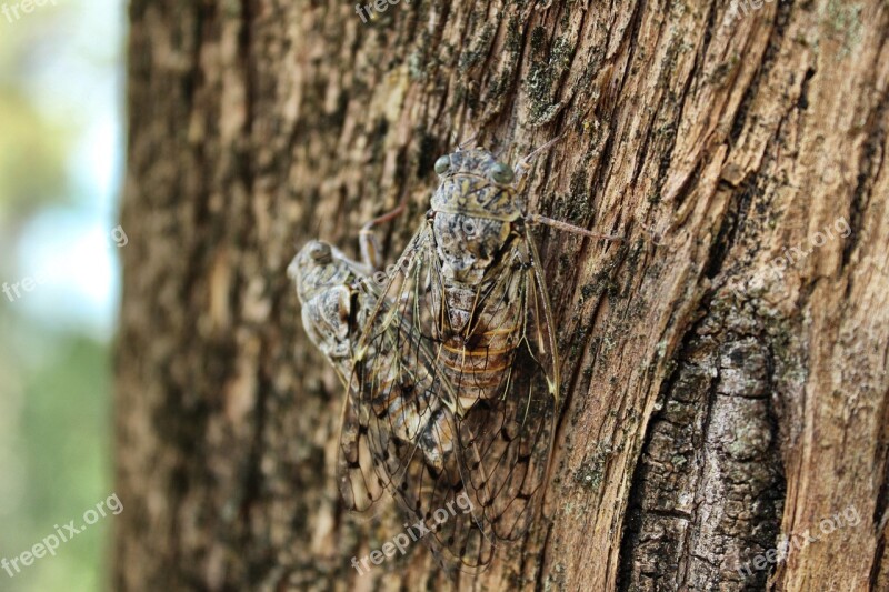 Cicadas Bugs Insect Wildlife Pest