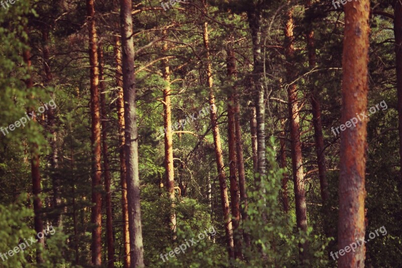 Forest Finland Old Vintage Summer