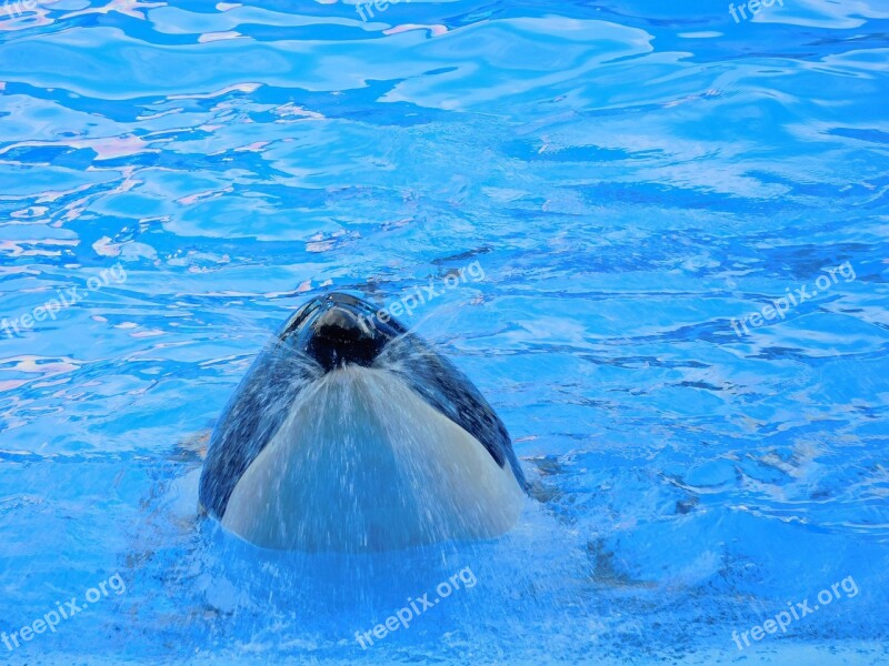 Orca Killer Whale Animal Wild Show