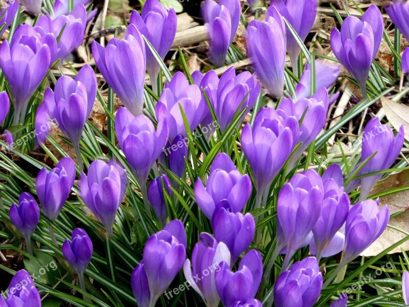 Crocus Purple Early Bloomer Spring Flower Spring