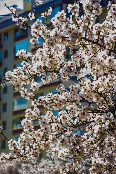 Flowers Spring White Spring Flowers Landscape