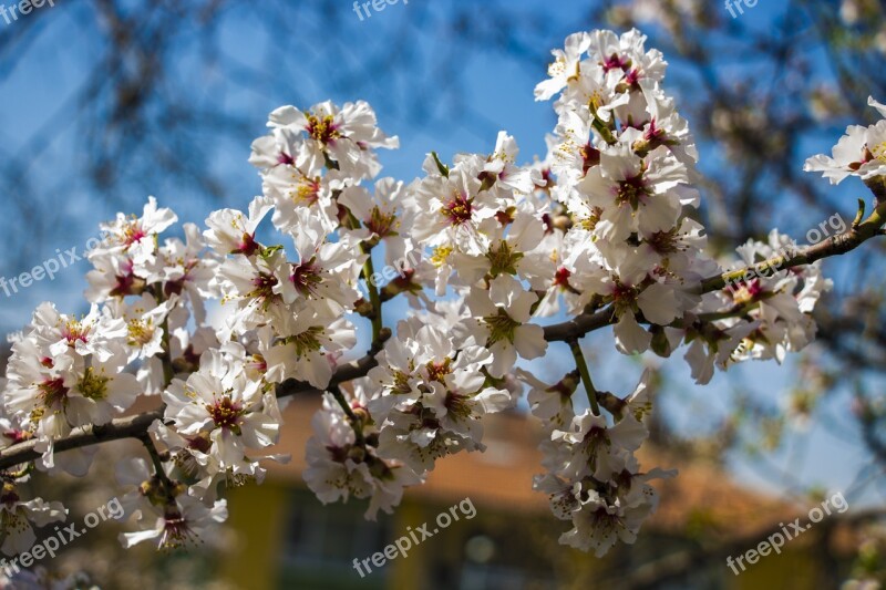 Spring Flowers Flower Nature Spring White