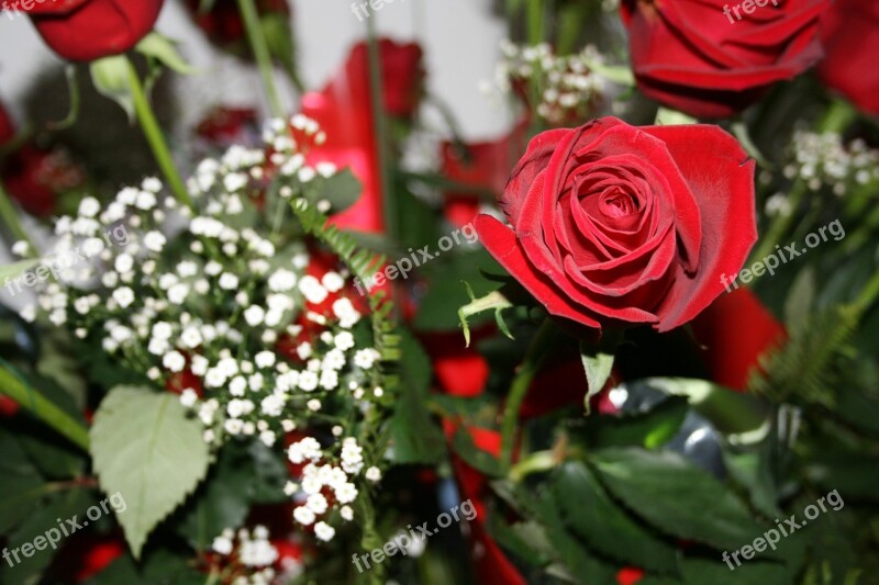 Rose Red Roses Flowers Red Love