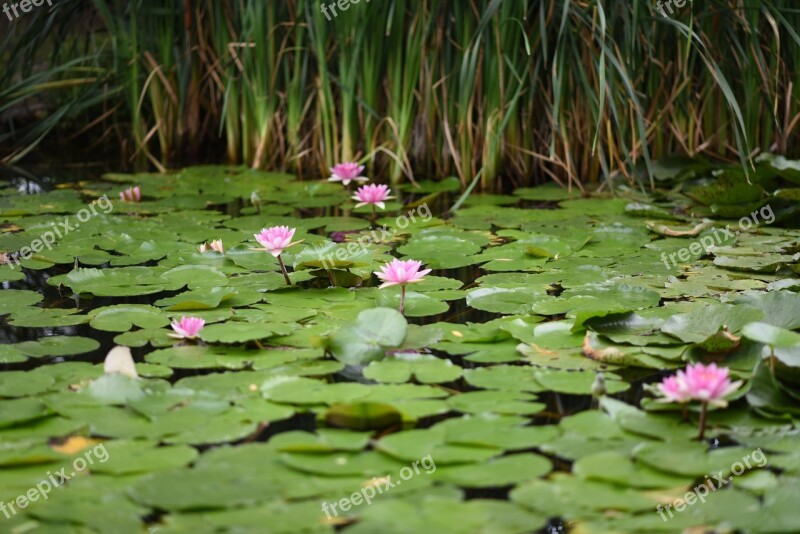 Water Lily Flowers Pond Gardens Cordoba