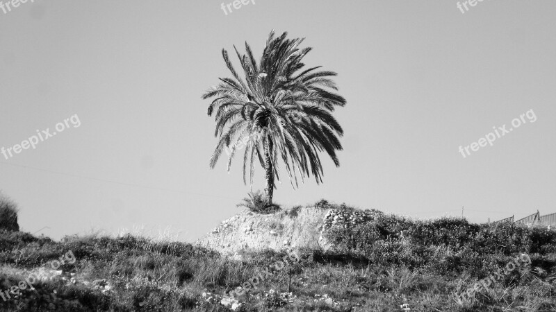 Palm Tree Single Landscape Nature