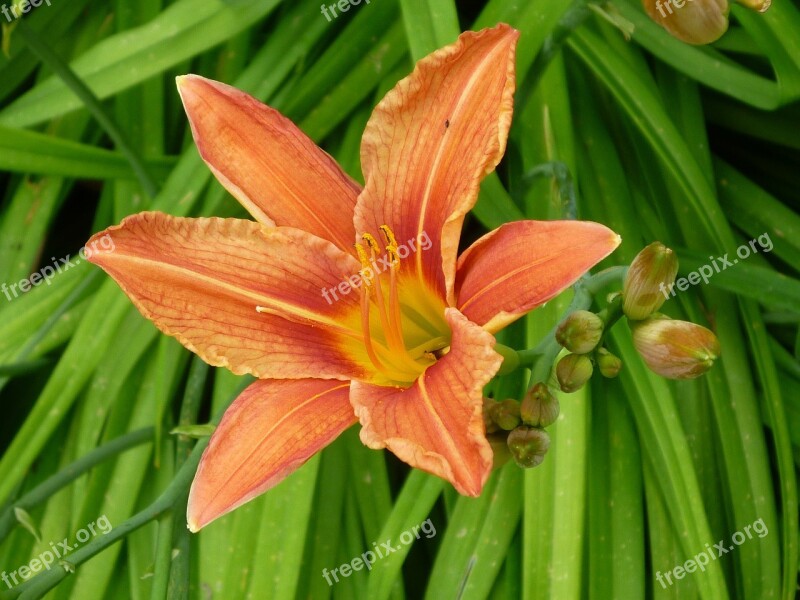 Feuerlilie Color Orange Blossom Bloom Free Photos