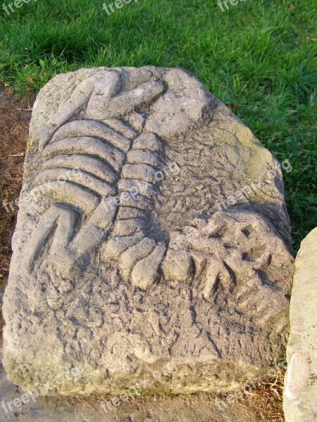 Fossil Sculpture Dinosaur Stone Free Photos