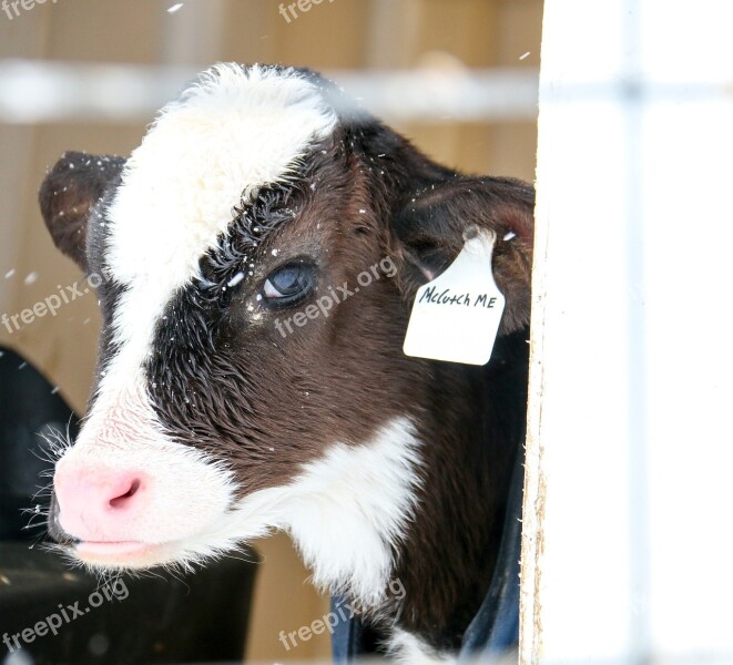 Calf Cute Snow Pink Nose Dairy