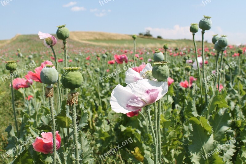 Poppy Field Nature Flower Mohngewaechs