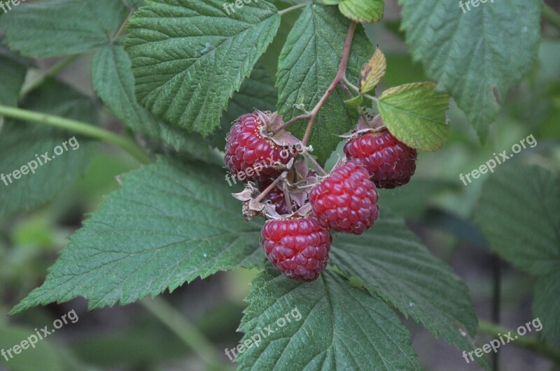 Raspberry Bush Garden Summer Vitamin