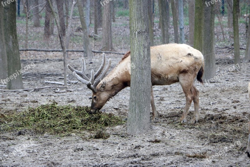 Elk Grazing Wetland Park Animal National Park