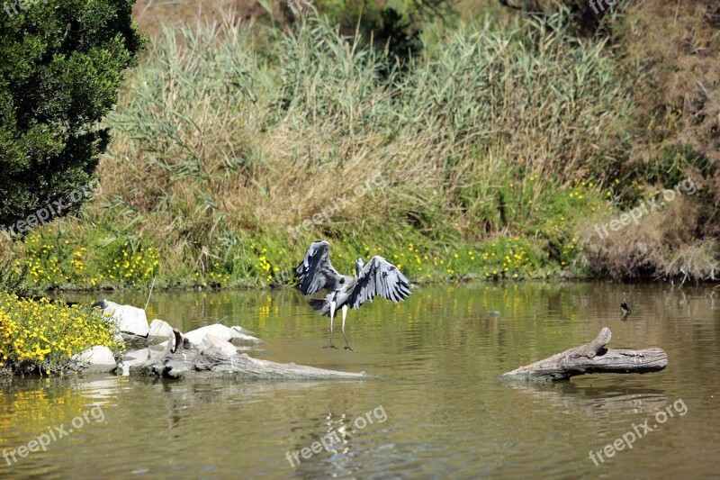 Camargue Birds Wader Water Ornithology