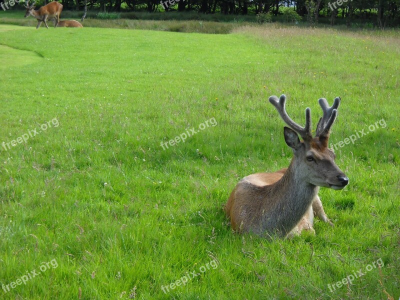 Deer Antlers Wildlife Animals Scotland