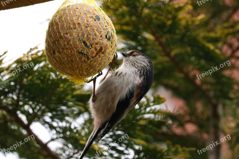 Long Tailed Tit Bird Tail Wildlife Garden