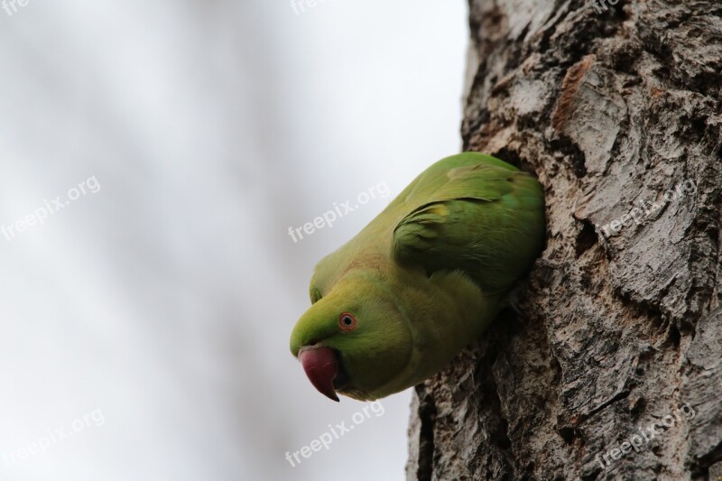 Parakeet Birds Nature Forest Animal